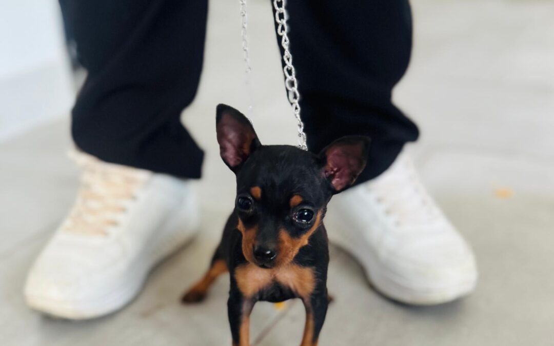 Pinscher Toy