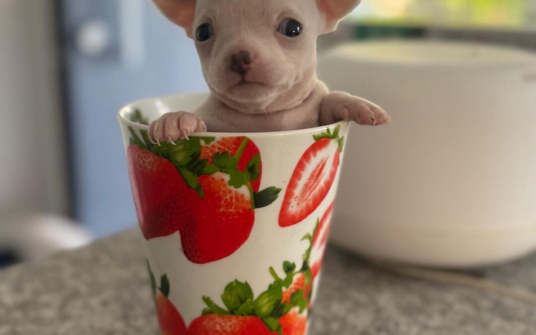 Chihuahua pelo raso