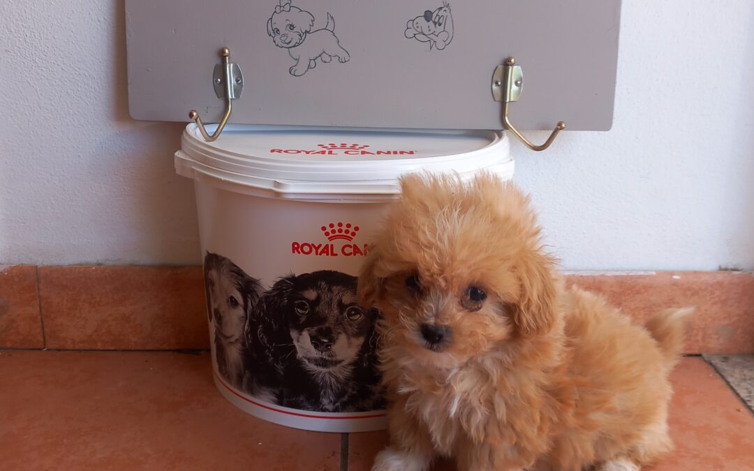 Maltipoo