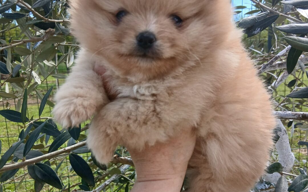 Spitz di pomerania