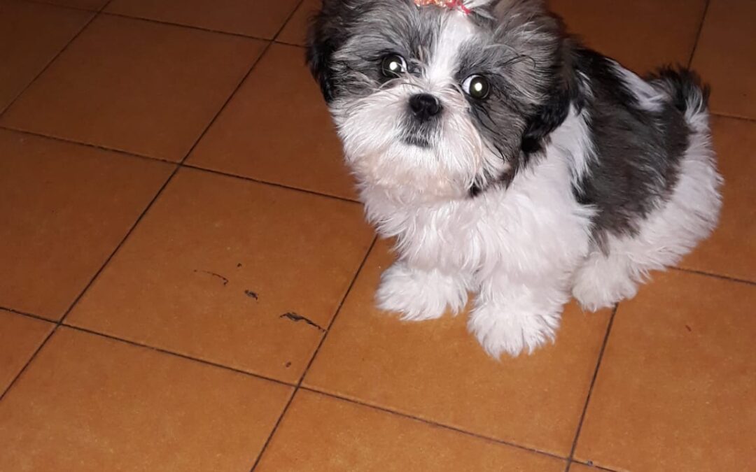 ShihTzu