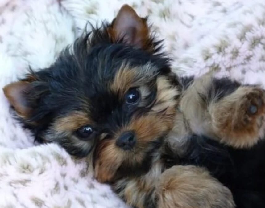Yorkshire terrier