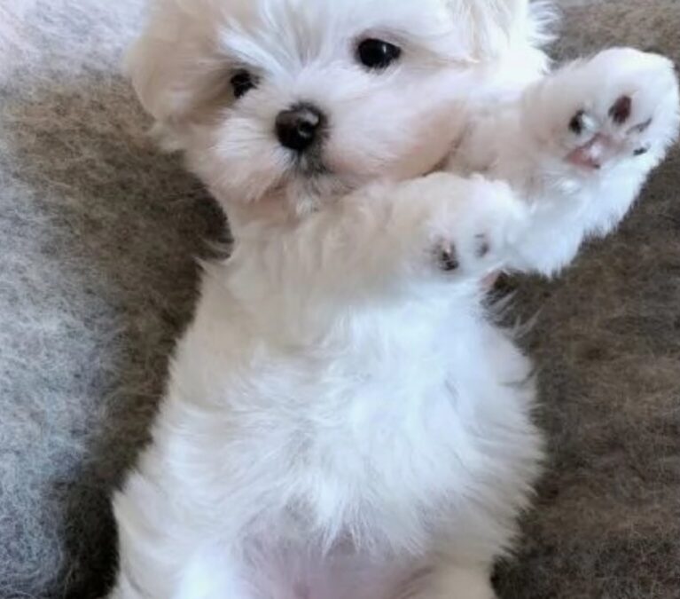 Maltese