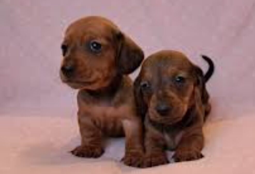 Pensione per cani
